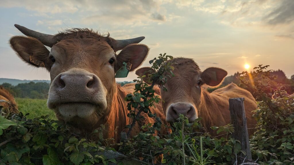 Photo de deux vaches dans un champ pour le spectacle Merveille.