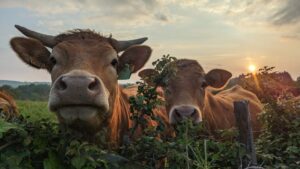 Photo de deux vaches dans un champ.